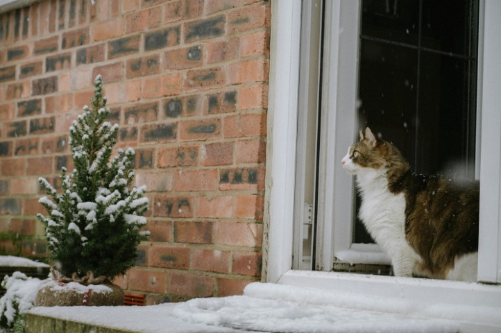 Cat_Looking_At_Snow_Inside_In_The_Winter