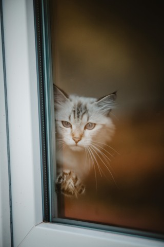 Cat_Looking_Out_Of_Window_Outdoor_Cat_Enclosures (Small) 