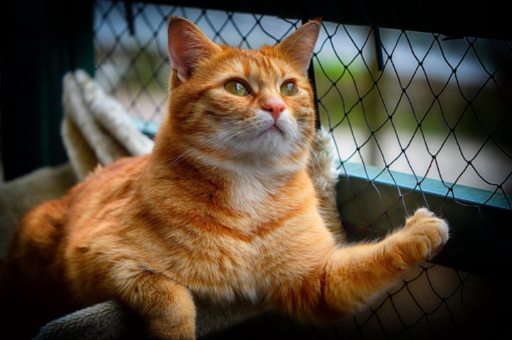 Cozy_Orange_Tabby_Cat_Outdoor_Enrichment_Bird_Watching_On_Platform