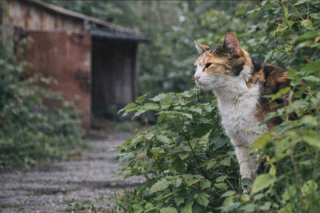 Top_Health_Hazards_For_Outdoor_Cats_And_How_To_Avoid_Them_Getting_Lost_Or-Trapped_Outside
