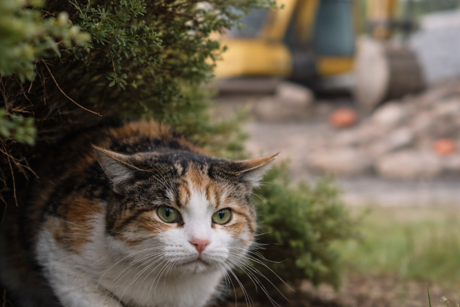 Top_Health_Hazards_For_Outdoor_Cats_And_How_To_Avoid_Them_startled_by_unfamiliar_noise_causing_anxiety