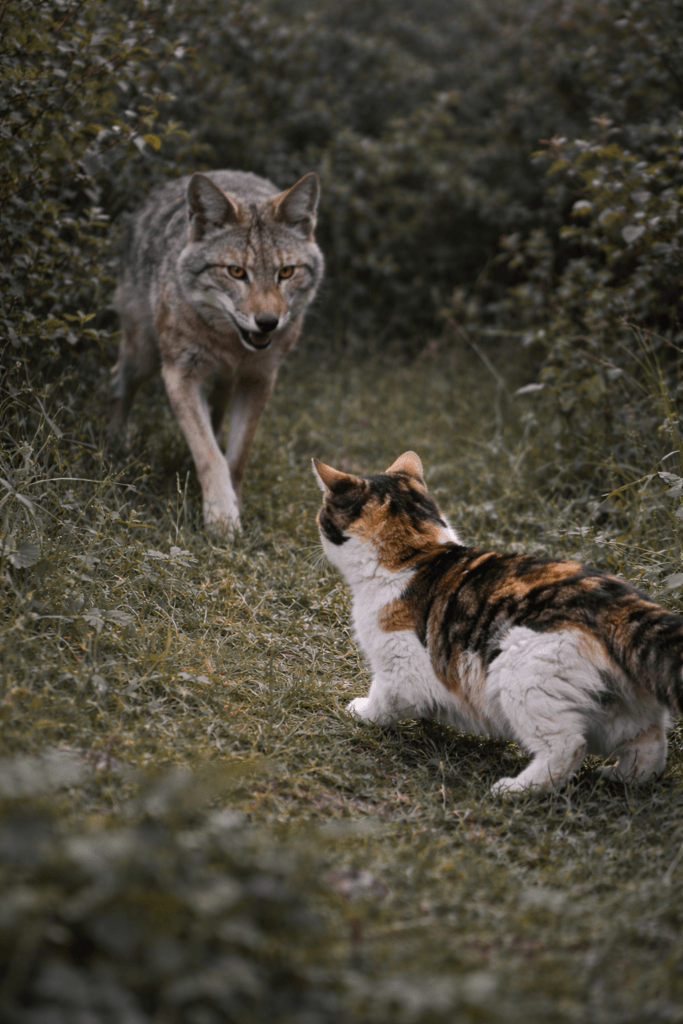 Top_Health_Hazards_For_Outdoor_Cats_And_How_To_Avoid_Them_Predators